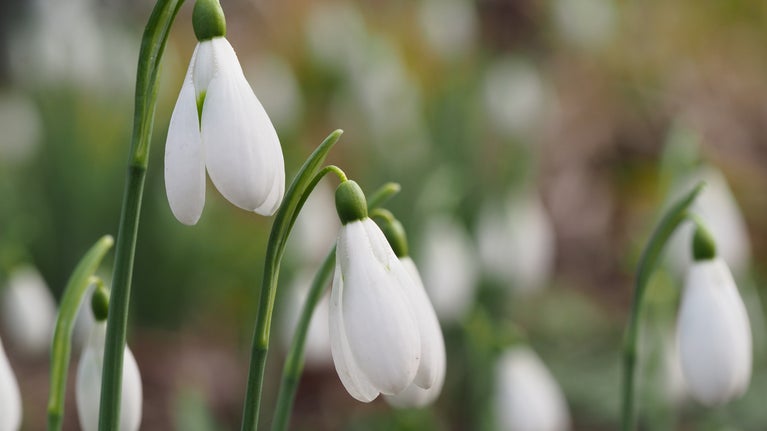 Snowdrops